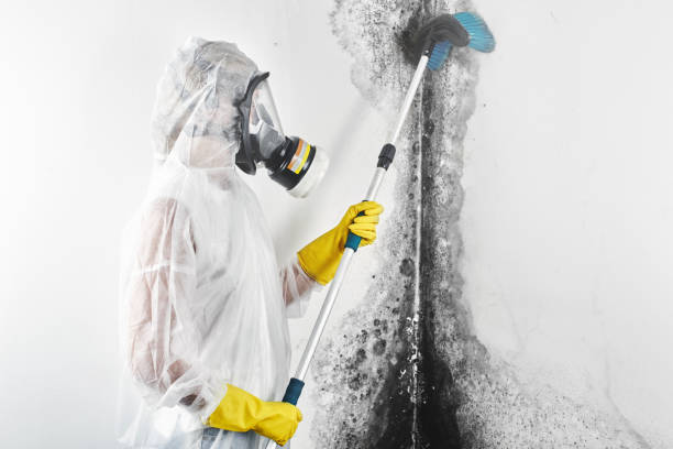 Best Air Quality Testing for Mold Spores  in Hayfield, MN
