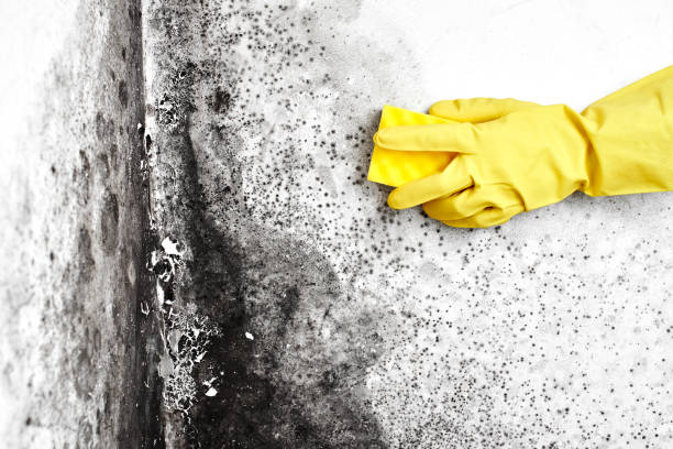 Best Crawl Space Mold Remediation  in Hayfield, MN